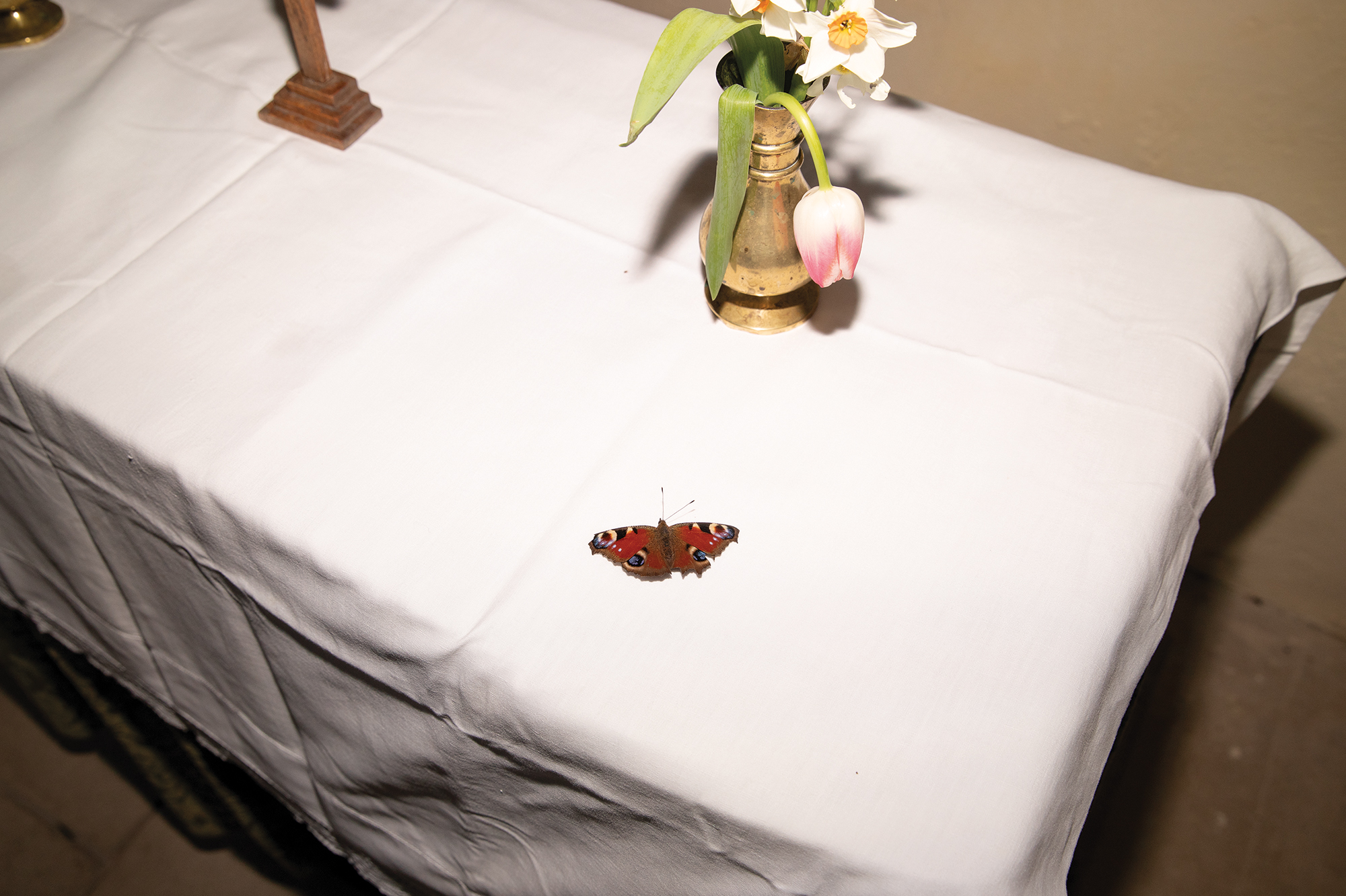 butterfly-copy