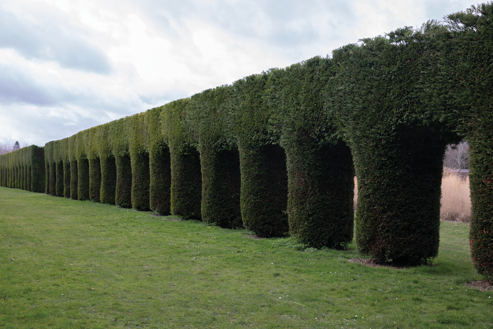 hedges-copy-2